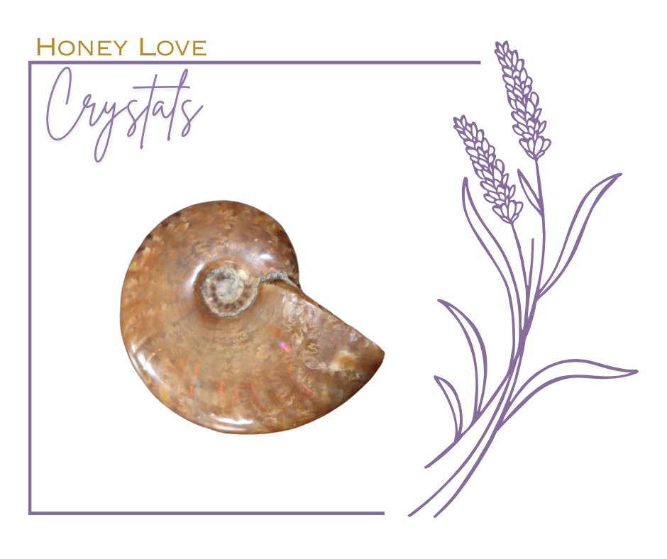 Ammonite